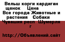 Вельш корги кардиган щенок  › Цена ­ 35 000 - Все города Животные и растения » Собаки   . Чувашия респ.,Шумерля г.